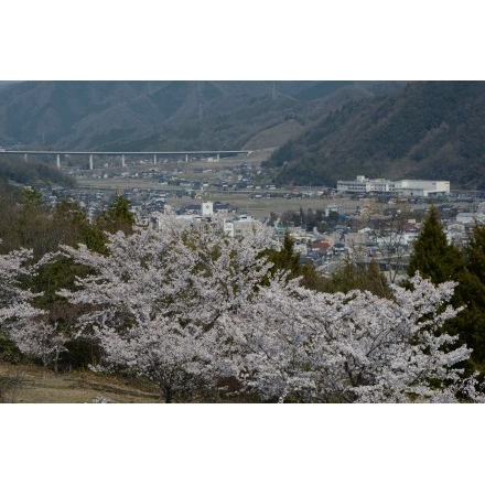 園鍔勝三彫刻美術館の桜