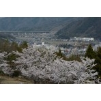 園鍔勝三彫刻美術館の桜