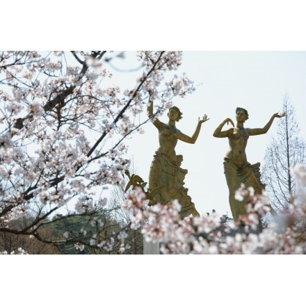 園鍔勝三彫刻美術館の桜