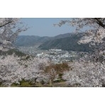 園鍔勝三彫刻美術館の桜越しに見る風景