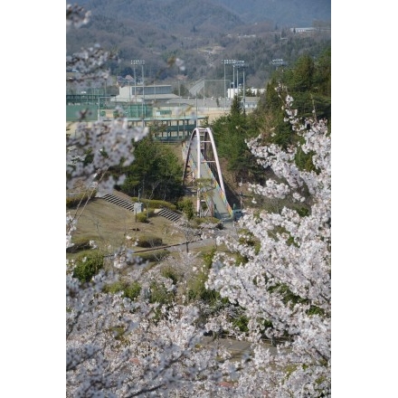 園鍔記念公園の桜