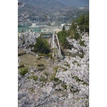 園鍔記念公園の桜