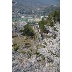 園鍔記念公園の桜