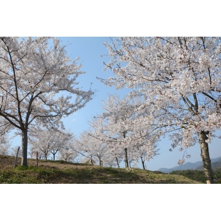 園鍔記念公園の桜
