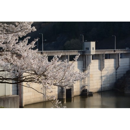 桜と御調ダム