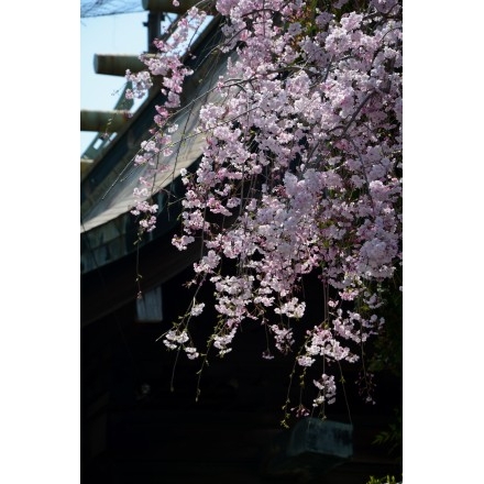 艮神社山門に咲く枝垂桜