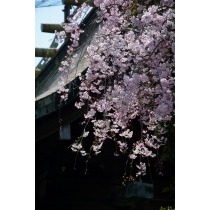 艮神社山門に咲く枝垂桜