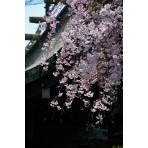 艮神社山門に咲く枝垂桜