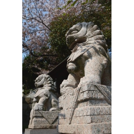 愛宕祖霊殿の狛犬と桜