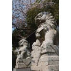 愛宕祖霊殿の狛犬と桜