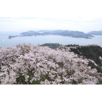 岩城島・積善山の桜風景