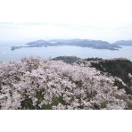 岩城島・積善山の桜風景