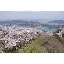 岩城島・積善山の桜風景