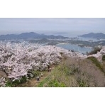 岩城島・積善山の桜風景