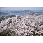 岩城島・積善山の桜風景