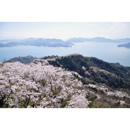 岩城島・積善山の桜風景