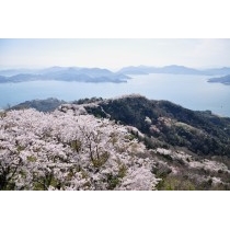 岩城島・積善山の桜風景