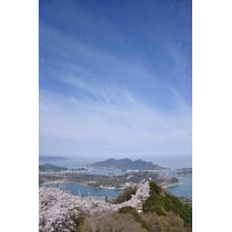岩城島・積善山の桜風景