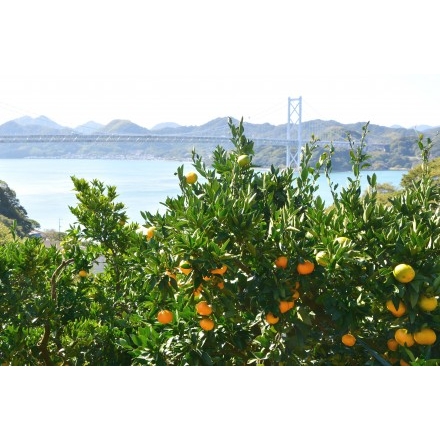 みかんとしまなみ海道因島大橋