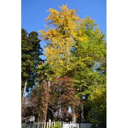 紅葉する御調町大蔵地区の艮神社の大銀杏