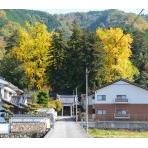 紅葉する御調町大蔵地区の艮神社の大銀杏