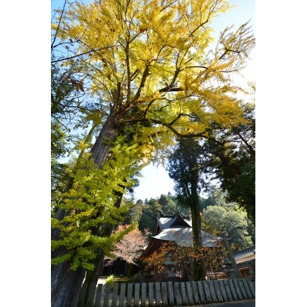 紅葉する御調町大蔵地区の艮神社の大銀杏