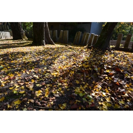 紅葉する御調町大蔵地区の艮神社の大銀杏