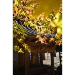 紅葉する御調町大蔵地区の艮神社