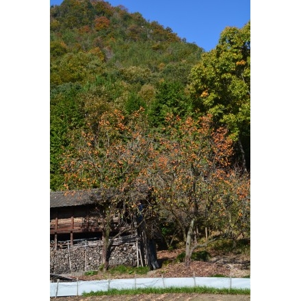 秋の里山の風景