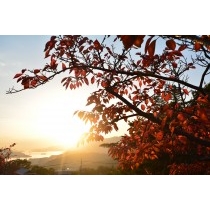 夕日に染まる秋の千光寺公園