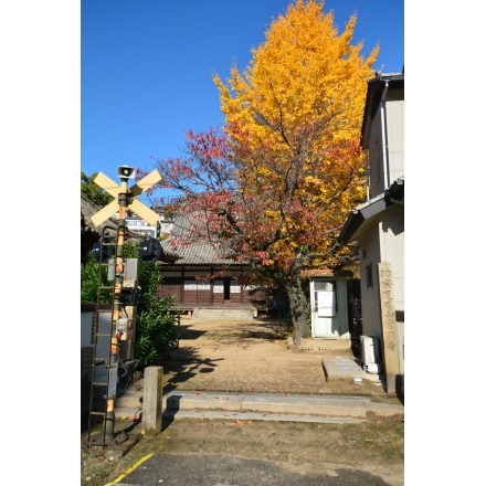 常称寺の紅葉風景