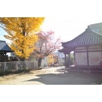 常称寺の紅葉風景