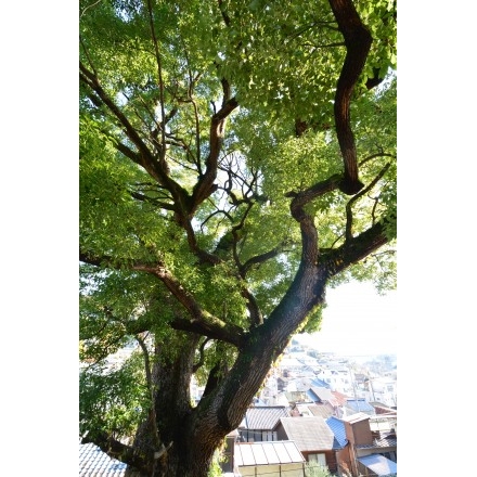 亀山八幡宮（久保八幡神社）の楠