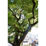 亀山八幡宮（久保八幡神社）の楠