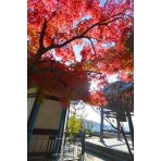 大山寺の紅葉