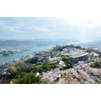 桜が咲き誇る千光寺公園