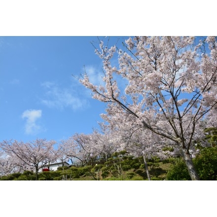 千光寺公園の桜