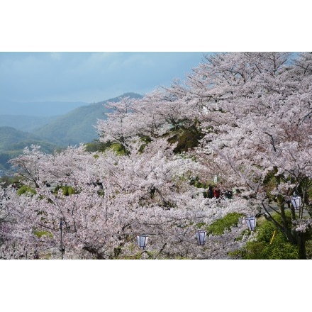 千光寺公園の桜