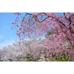 千光寺公園の桜