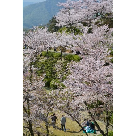 千光寺公園の桜