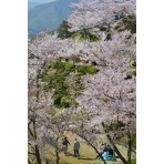 千光寺公園の桜