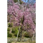 千光寺公園の千垂の桜
