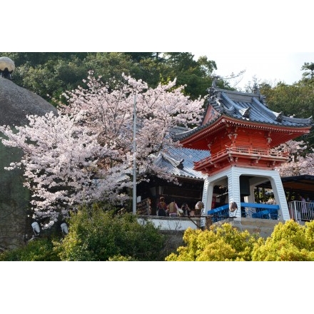 千光寺鐘楼と桜