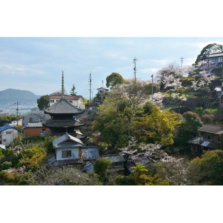 ロープウェイから見る千光寺公園の桜風景