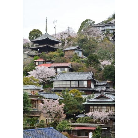 千光寺山のさくら風景