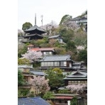 千光寺山のさくら風景