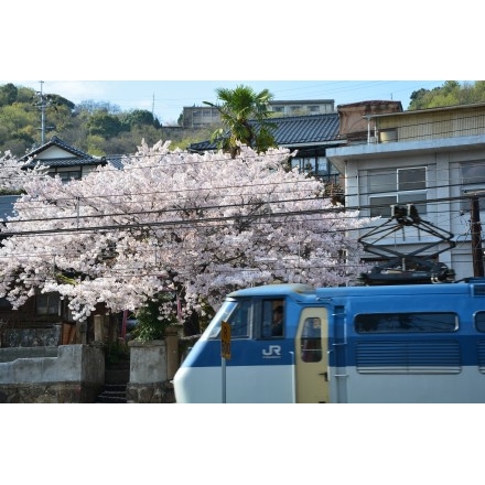正一位稲荷大明神の桜と貨物列車