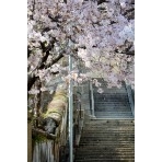 正一位稲荷大明神の桜