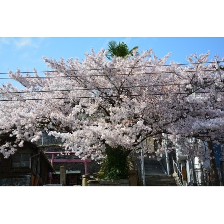 正一位稲荷大明神の桜