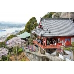 千光寺本堂と桜